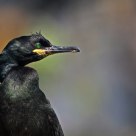 Shag